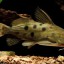 Аквариумные рыбки: Синодонтис (Synodohtis). Описание, виды, содержание и разведение сомиков синодонтисов