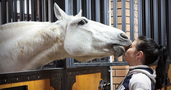 Встречаются очень чувствительные и ранимые кони / Фото: petruhino-horse.ru Встречаются очень чувствительные и ранимые кони / Фото: petruhino-horse.ru
