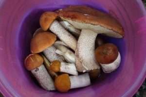 Маринованные подберезовики с луком
