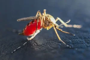 комар