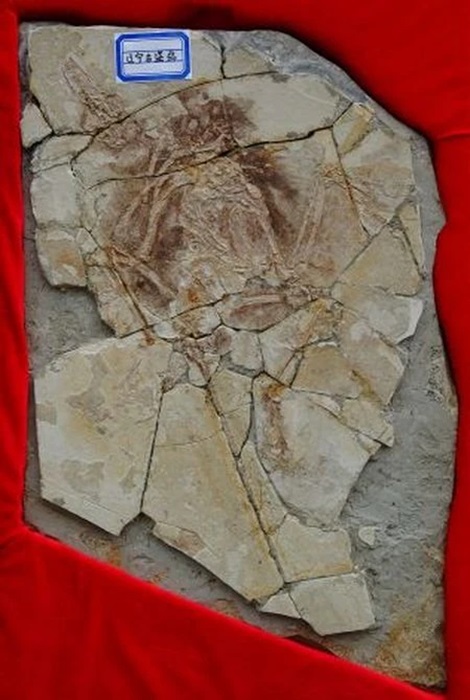 Крылатый динозавр, которого никогда не существовало. /Фото: fossil.fandom.com Крылатый динозавр, которого никогда не существовало. /Фото: fossil.fandom.com