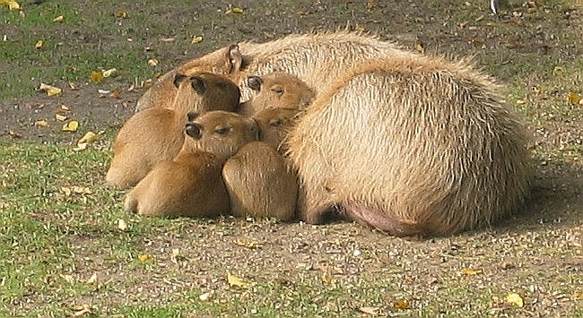 Капибары никогда не живут в одиночку. /Фото: wikipedia.org
