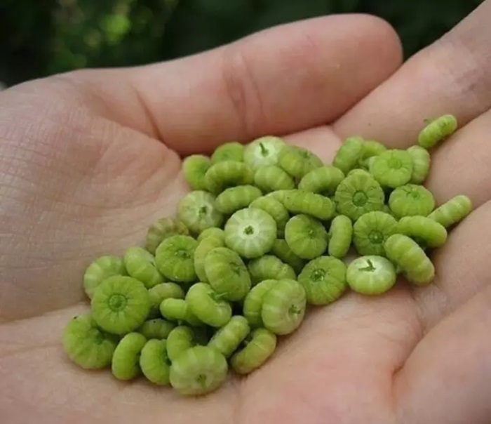 Семена мальвы и вправду чем-то на тыковки похожи, но сладкие. /Фото: agro-sales.ru Семена мальвы и вправду чем-то на тыковки похожи, но сладкие. /Фото: agro-sales.ru