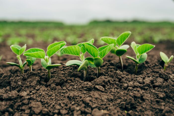 Используйте минеральную подкормку для растений.  Фото: agrorevenda.com.br.