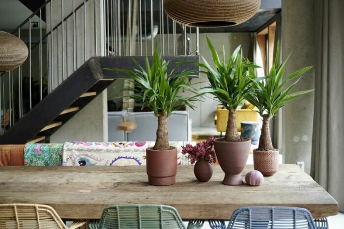 Избегайте и юкку в интерьере.  Фото: radwaybridgegardencentre.com.