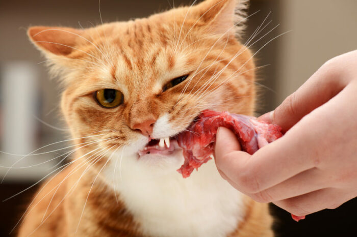 Само собой можно мясо! Но сырое. /Фото: animalwellnessmagazine.com. Само собой можно мясо! Но сырое. /Фото: animalwellnessmagazine.com.
