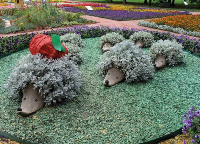 Ежи из растений /Фото:dacha-vprok.ru Ежи из растений /Фото:dacha-vprok.ru