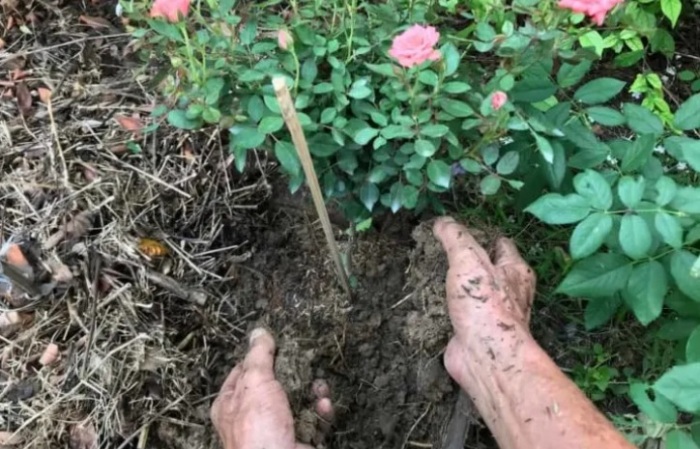 Подкормкароз - дело не всегда такое уж тонкое. / Фото: bloomingbackyard.com Подкормкароз - дело не всегда такое уж тонкое. / Фото: bloomingbackyard.com