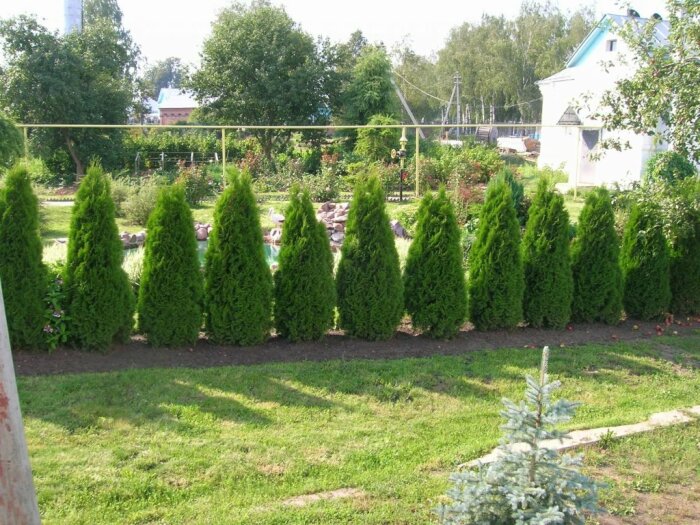 Зелёные насаждения из вечно зелёных кустарников.  Фото: bing.com.