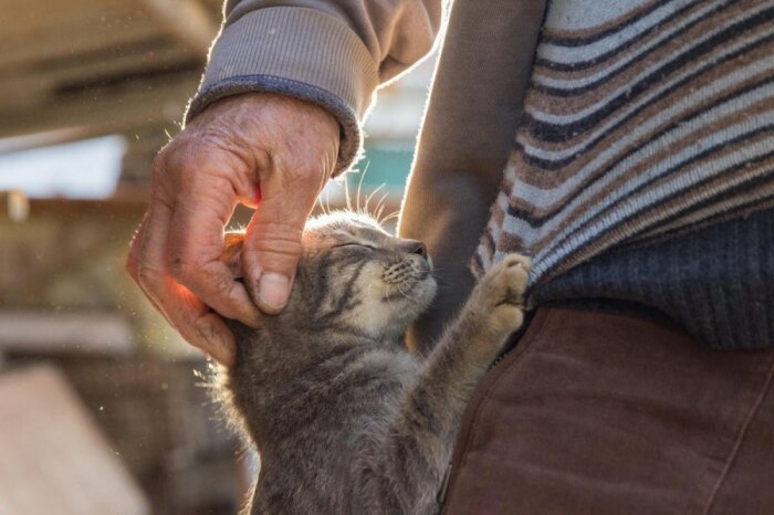 Коты как и все стареют. /Фото: gremlincom.ru. Коты как и все стареют. /Фото: gremlincom.ru.