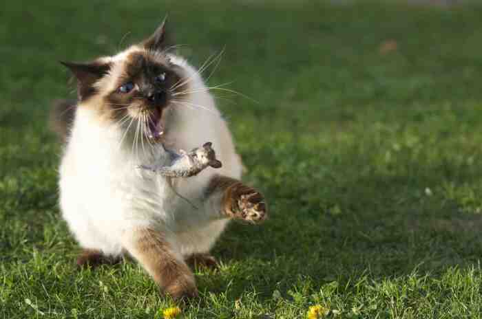 Кошка-мышелов. Фото: chagrinfallspetclinic.com. Кошка-мышелов. Фото: chagrinfallspetclinic.com.