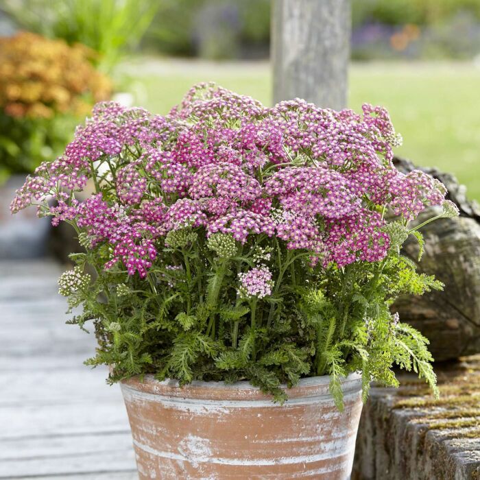 Тысячелистник смело можно заводить даже аллергикам.  Фото: garten-schlueter.de.