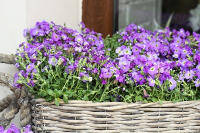 Украсьте интерьер лобелией.  Фото: gartenjournal.net.