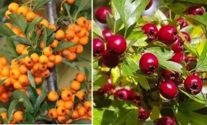 Варенье из боярышника и облепихи