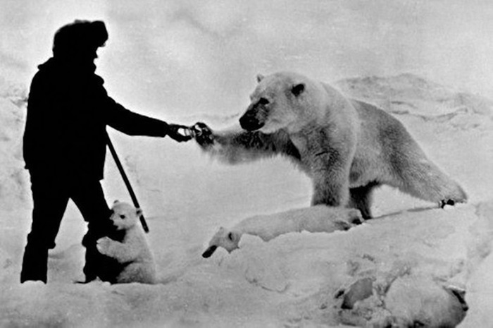 Медведям на Крайнем Севере 1970-х жилось явно комфортнее, чем людям. /Фото: vk.com Медведям на Крайнем Севере 1970-х жилось явно комфортнее, чем людям. /Фото: vk.com