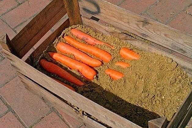 Для моркови хороши опилки /Фото:ebay.com Для моркови хороши опилки /Фото:ebay.com