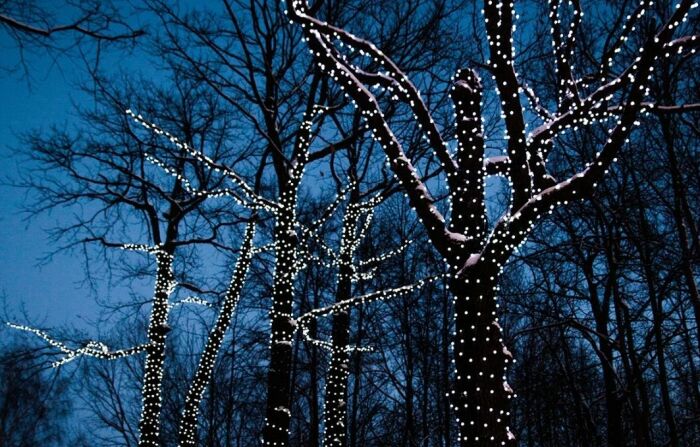 Деревья станут волшебными /Фото:culture.ru Деревья станут волшебными /Фото:culture.ru