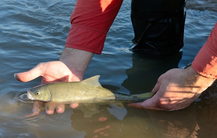 Нужно хорошо чистить. /Фото: fishbusinezz.ru. Нужно хорошо чистить. /Фото: fishbusinezz.ru.