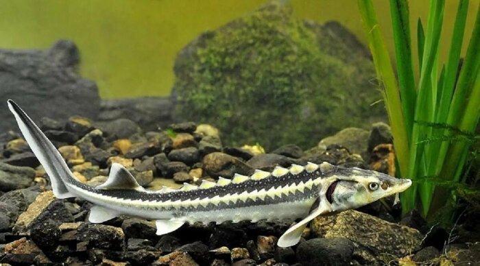 В магазинах его не найти. /Фото: fish.gov.ru. В магазинах его не найти. /Фото: fish.gov.ru.
