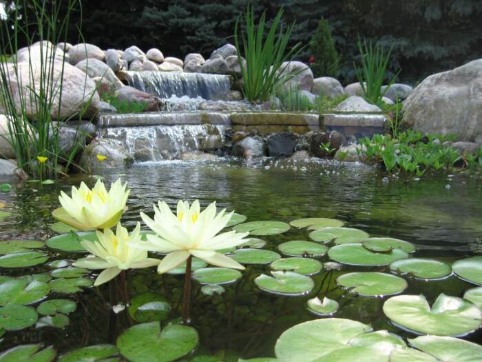 Кувшинки тоже полезны /Фото:composit-pools.ru