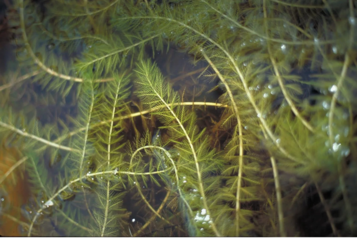 Основная причина водоросли /Фото:bcinvasives.ca
