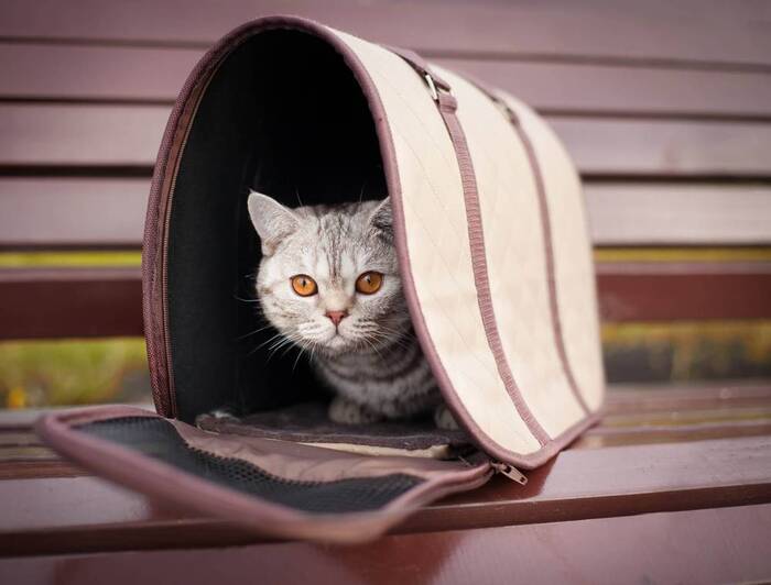 Кошка в переноске/ Фото: petstory.ru