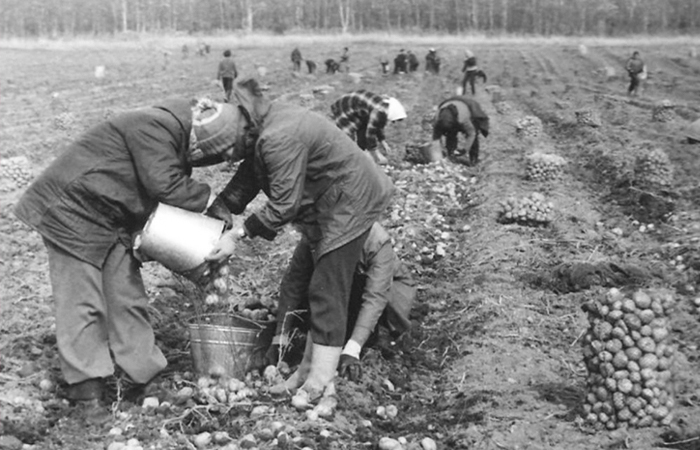 На посадку картофеля ездили все советские граждане/ фото: kostroma.mk.ru На посадку картофеля ездили все советские граждане/ фото: kostroma.mk.ru