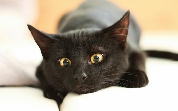 Фыр-фыр! / Фото: pinterest.com