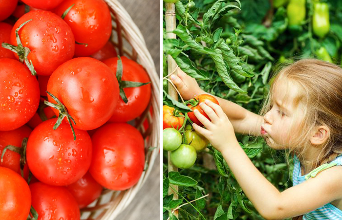 Самые популярные сорта помидоров в СССР/ фото: 13. br.pinterest.com, cherry-tomato. Самые популярные сорта помидоров в СССР/ фото: 13. br.pinterest.com, cherry-tomato.