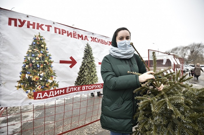 Во многих городах есть пункты приема живых елок. / Фото: nagatinsky-zaton.mos.ru Во многих городах есть пункты приема живых елок. / Фото: nagatinsky-zaton.mos.ru