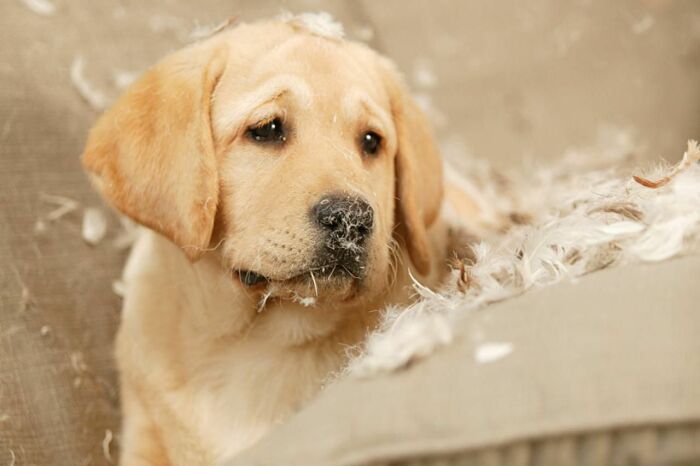 Также это может быть нехватка полезных веществ. Фото: thesprucepets.com. Также это может быть нехватка полезных веществ. Фото: thesprucepets.com.