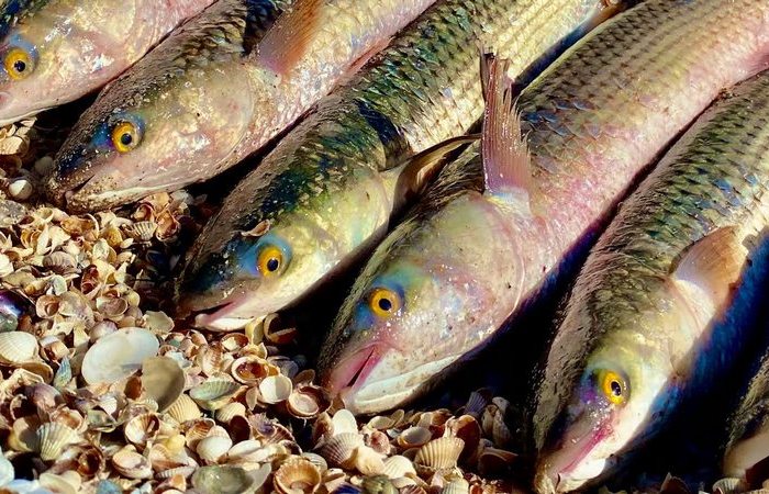 Вкусная японская рыба, которой Советский Союз накормил почти всю Европу