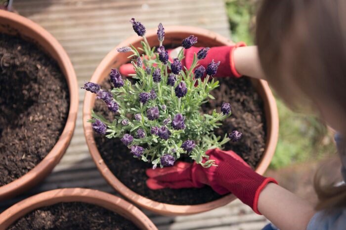 Февраль оптимально подходит для высадки лаванды. Фото: familyhandyman.com. Февраль оптимально подходит для высадки лаванды. Фото: familyhandyman.com.