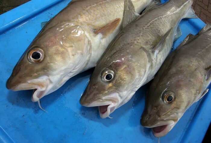 Треска - жирная, питательная и очень вкусная рыба.  Фото: seaangler.co.uk.