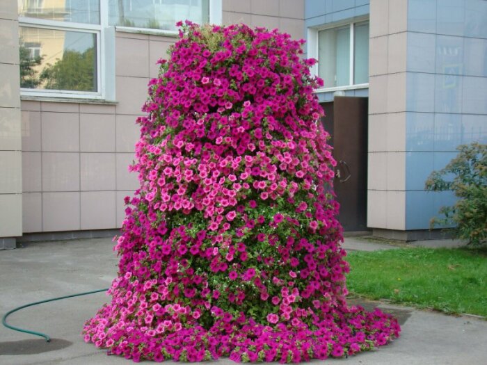 В спиралевидном цветнике можно вырастить даже такую красоту /Фото:in.pinterest.com В спиралевидном цветнике можно вырастить даже такую красоту /Фото:in.pinterest.com