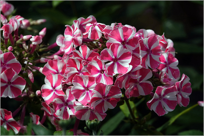У них очень много оттенков /Фото:plantarium.ru