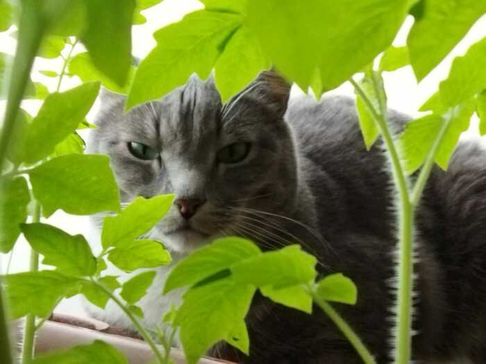 Коты очень любопытны /Фото:kwakin-misha.livejournal.com Коты очень любопытны /Фото:kwakin-misha.livejournal.com