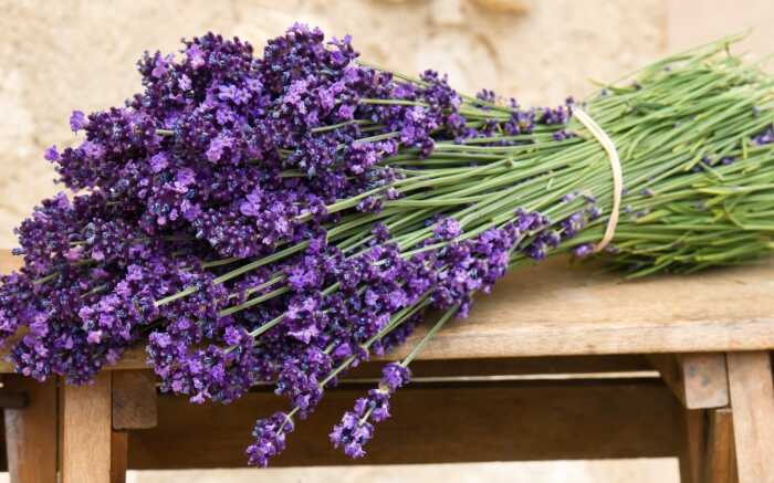Лаванда /Фото:newflora.ru Лаванда /Фото:newflora.ru