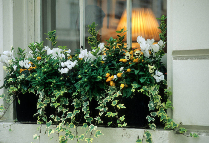 Со съедобными культурами /Фото:balconydecoration.com Со съедобными культурами /Фото:balconydecoration.com