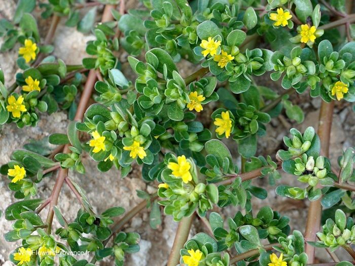 Тоже можно есть /Фото:wildflowersprovence.fr Тоже можно есть /Фото:wildflowersprovence.fr