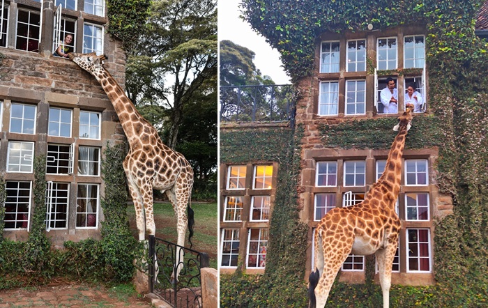 Жирафы Ротшильда – большие любители угощений (Giraffe Manor, Кения). Жирафы Ротшильда – большие любители угощений (Giraffe Manor, Кения).
