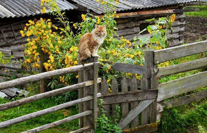 Деревня - самое маленькое поселение/ фото: pinterest.com Деревня - самое маленькое поселение/ фото: pinterest.com