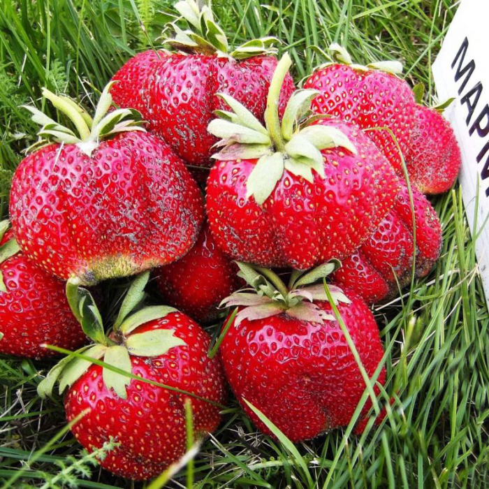 Сорт клубники мармелада. Фото: google.com. Сорт клубники мармелада. Фото: google.com.