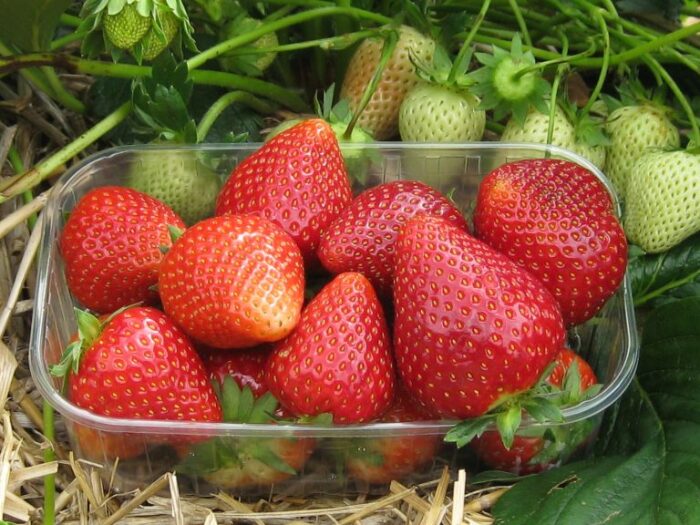 Ещё один очень вкусный сорт клубники - марисоль. Фото: sadzonki-truskawek.eu. Ещё один очень вкусный сорт клубники - марисоль. Фото: sadzonki-truskawek.eu.