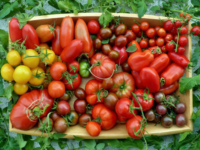 При выборе сорта, ориентируйтесь на свой вкус и предпочтения. Фото: greenhouseemporium.com. При выборе сорта, ориентируйтесь на свой вкус и предпочтения. Фото: greenhouseemporium.com.