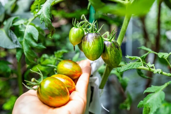 Низкорослые сорта томатов. Фото: ruralsprout.com. Низкорослые сорта томатов. Фото: ruralsprout.com.
