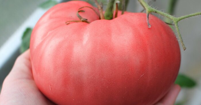 Сахарный великан - очень вкусный, сочный и сладкий сорт помидоров. Фото: google.com. Сахарный великан - очень вкусный, сочный и сладкий сорт помидоров. Фото: google.com.