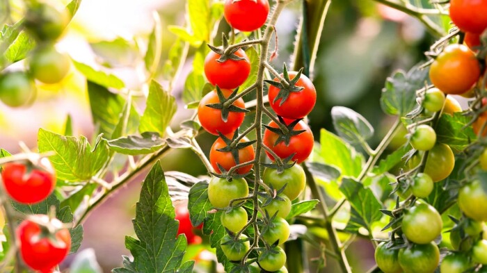 Выбирайте свой сорт скороспелых томатов. Фото: epicgardening.com. Выбирайте свой сорт скороспелых томатов. Фото: epicgardening.com.