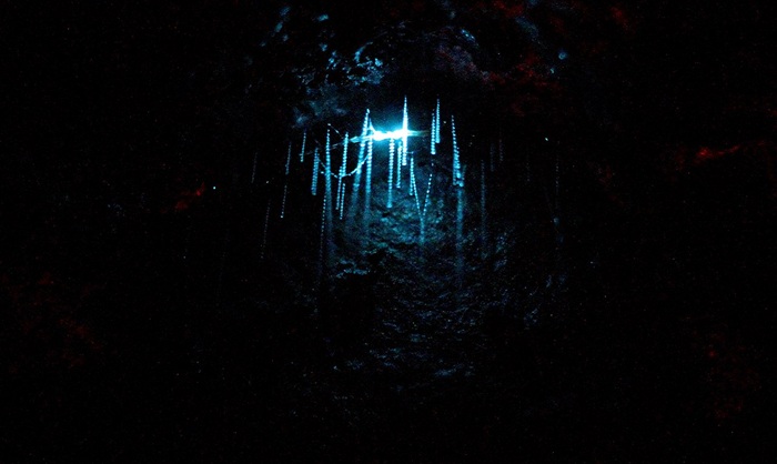 Хотя в Австралии Arachnocampa Luminosa тоже есть, они в пещерах такую красоту, как в Вайтомо, не создают. /Фото: en.wikipedia.org Хотя в Австралии Arachnocampa Luminosa тоже есть, они в пещерах такую красоту, как в Вайтомо, не создают. /Фото: en.wikipedia.org