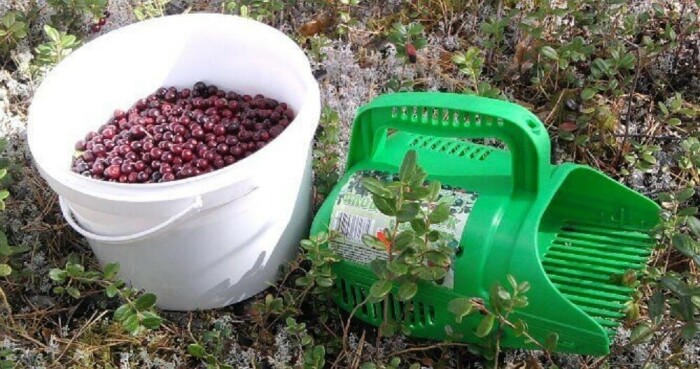 Не все то ягода. /Фото: ozon.ru. Не все то ягода. /Фото: ozon.ru.